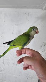 Pullo di parrocchetto Monaco svezzato