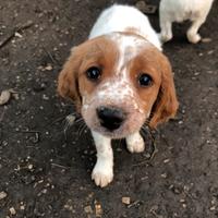 Cuccioli Breton (2 mesi)