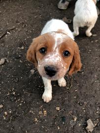 Cuccioli Breton (2 mesi)