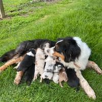 Cucciolo pastore australiano