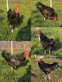 Galletto sussex millefiori