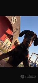 Cucciolo di dobermann