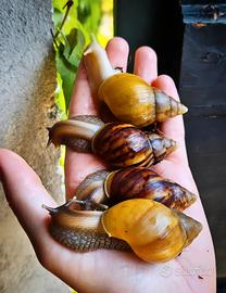 Chiocciolegigantiafricane