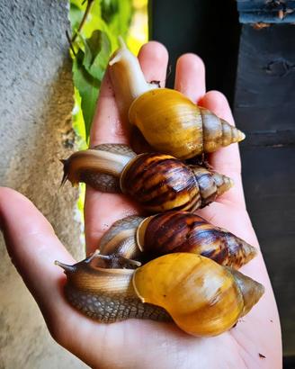 Chiocciolegigantiafricane