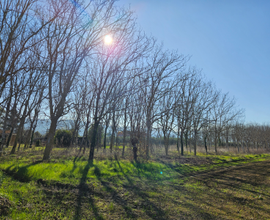 Vendesi terreno agricolo con noceto di 40 anni