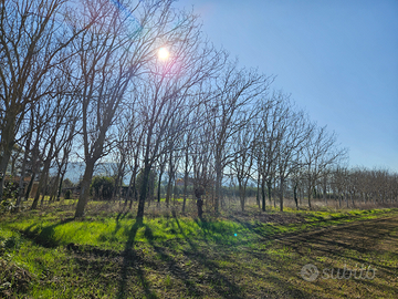 Vendesi terreno agricolo con noceto di 40 anni