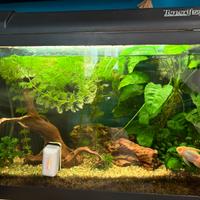 Acquario askoll tenerif 20l.