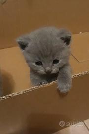 Certosino Cuccioli