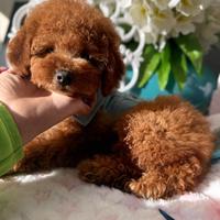 Barboncina piccola nana fulva