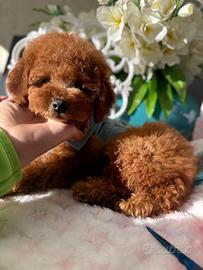 Barboncina piccola nana fulva