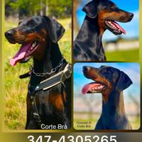 Dobermann Cuccioli Alta Genealogia