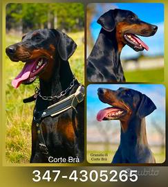 Dobermann Cuccioli Alta Genealogia