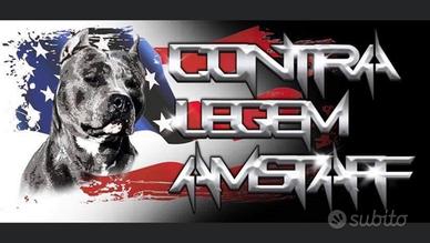 Cuccioli di American Staffordshire terrier Ruffian
