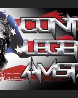 Cuccioli di American Staffordshire terrier Ruffian