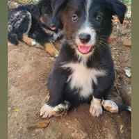 Cuccioli incrocio Border Collie