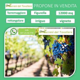 Vigneto Trebbiano 12000 mq a Torremaggiore