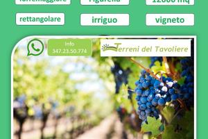Vigneto Trebbiano 12000 mq a Torremaggiore