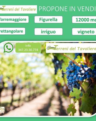 Vigneto Trebbiano 12000 mq a Torremaggiore