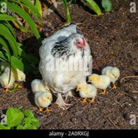 Pulcini di razza Sussex