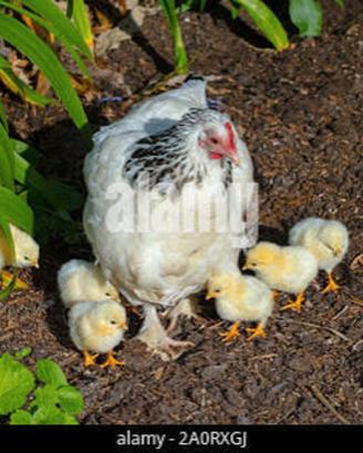 Pulcini di razza Sussex