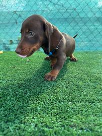 Cuccioli di bassotto cioccolato