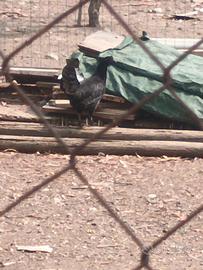 Ayam Cemani e Pulcinotti misti