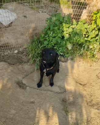 Cane nero