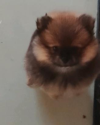 Spitz tedesco nano 