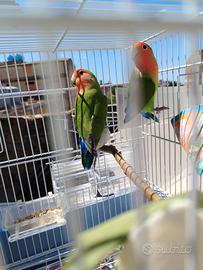 Inseparabili