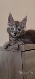 Maine Coon cucciolo 