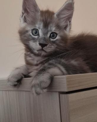 Maine Coon cucciolo 