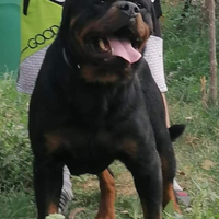 Cuccioli di rottweiler cn pedigree