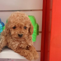 Barboncino toy femmina