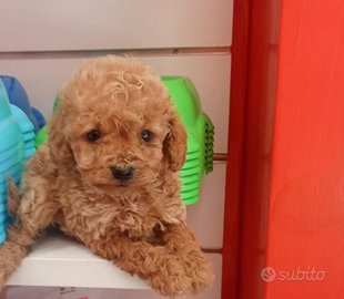 Barboncino toy femmina