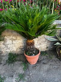 Piante Cycas