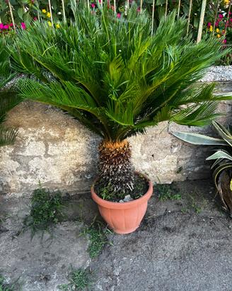 Piante Cycas