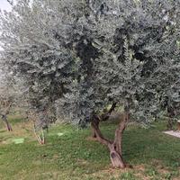 albero di ulivo