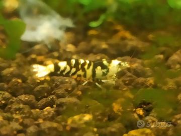 Caridine Fancy Tiger Black