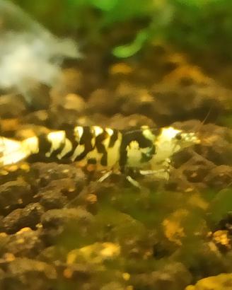 Caridine Fancy Tiger Black