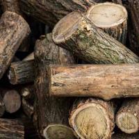 Legna verde