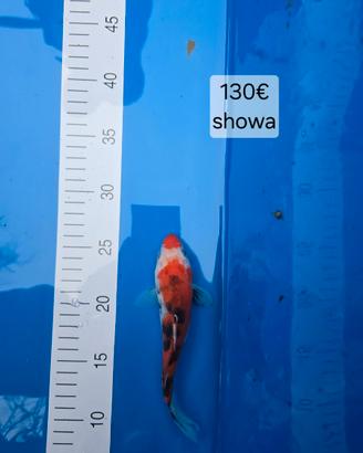 Carpe koi