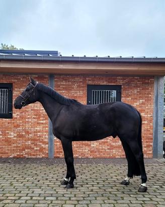 Cavallo Belga