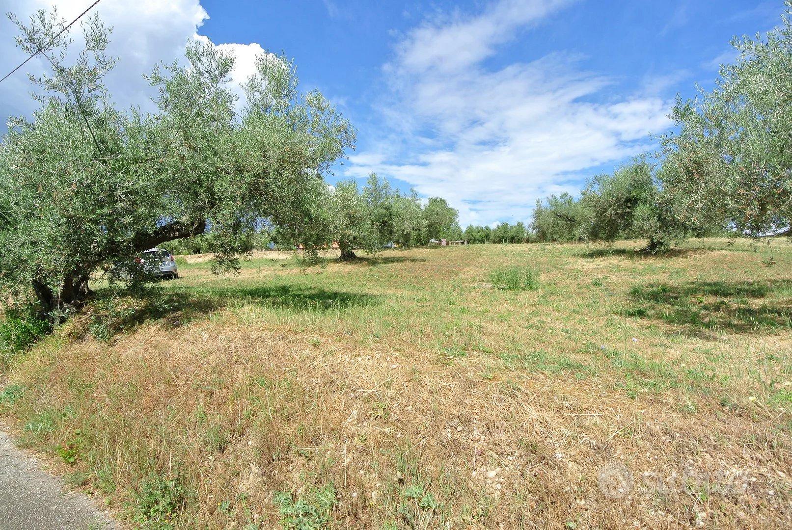 TERRENO AGRICOLO PIANEGGIANTE - Vista 3
