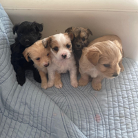 Cuccioli di maltipoo Toy da borsetta