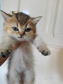 Cucciola British Shorthair Femmina