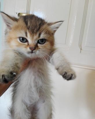 Cucciola British Shorthair Femmina