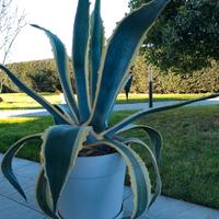 agave americana