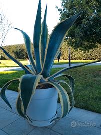 agave americana