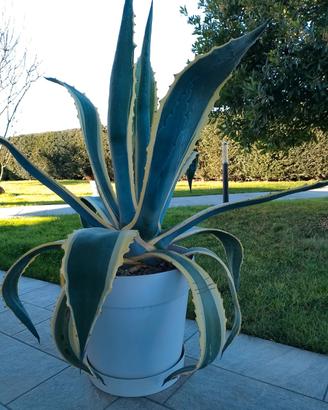 agave americana