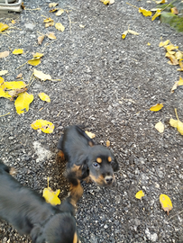 Cuccioli cocker spaniel inglese